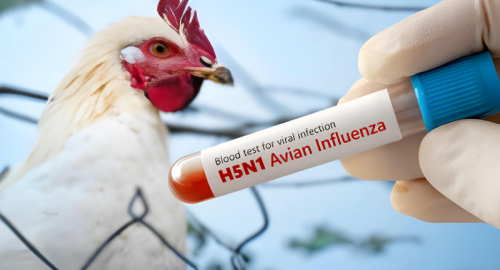 Australia, primo caso H5N1: allerta aviaria nel continente